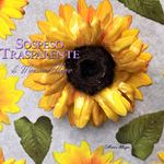 Pellicola Modellabile Sunflower Serie 2